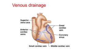 CORONARY CIRCULATION Cardiovascular system , Physiology | PDF
