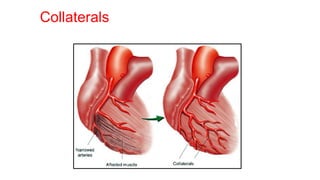 CORONARY CIRCULATION Cardiovascular system , Physiology | PDF