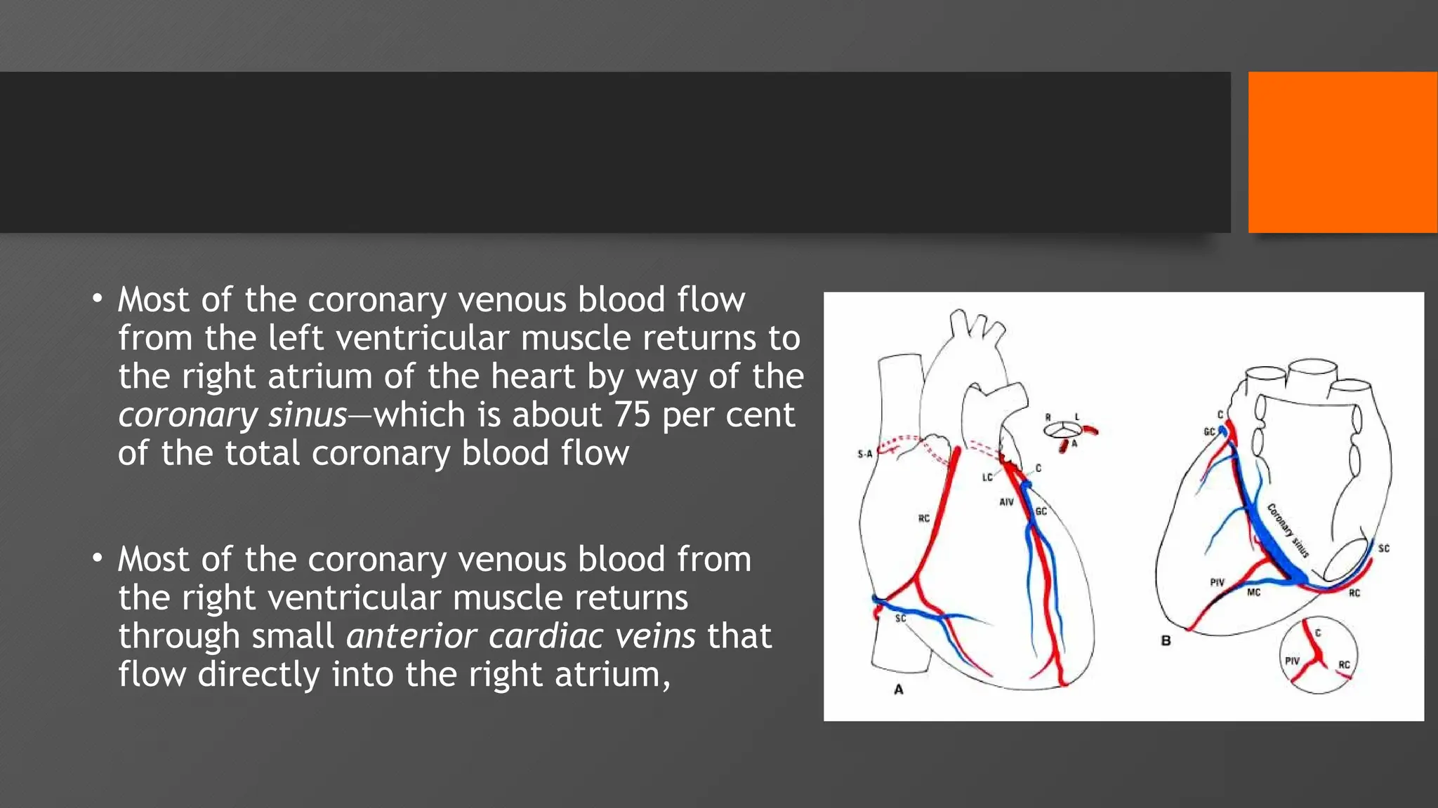 Coronary Circulation_Physiology circulation | PPTX