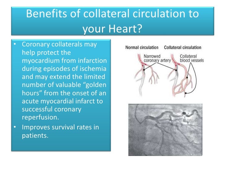 COLLATERAL ARTERIES