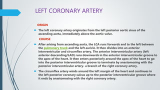 LEFT CORONARY ARTERY
ORIGIN
 The left coronary artery originates from the left posterior aortic sinus of the
ascending aorta, immediately above the aortic valve.
COURSE
 After arising from ascending aorta, the LCA runs forwards and to the left between
the pulmonary trunk and the left auricle. It then divides into an anterior
interventricular and circumflex artery. The anterior interventricular artery (left
anterior descending/LAD) runs downwards in the anterior interventricular groove to
the apex of the heart. It then enters posteriorly around the apex of the heart to go
into the posterior interventricular groove to terminate by anastomosing with the
posterior interventricular artery- a branch of the right coronary artery.
 The circumflex artery winds around the left margin of the heart and continues in
the left posterior coronary sulcus up to the posterior interventricular groove where
it ends by anastomosing with the right coronary artery.
 