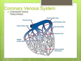Coronary Venous System
 CORONARY SINUS
TRIBUTARIES
 