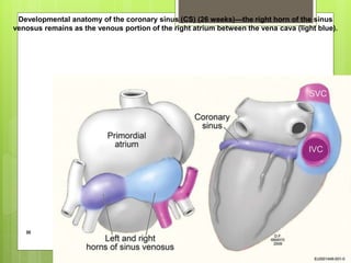 Developmental anatomy of the coronary sinus (CS) (26 weeks)—the right horn of the sinus
venosus remains as the venous portion of the right atrium between the vena cava (light blue).
H
 
