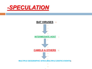 SPECULATION-
VIRUSESBAT




INTERMEDIATE HOST



& OTHERSCAMELS



MULTIPLE GEOGRAPHIC SITES (MULTIPLE ZOOTIC EVENTS)


 