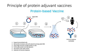 Principle of protein adjuvant vaccines
 