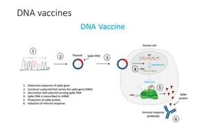 DNA vaccines
 