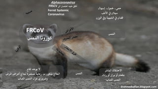 FRCoV
‫النمس‬ ‫كورونا‬
‫إسهال‬ ،‫مخول‬ ،‫محى‬
‫األنف‬ ‫يف‬ ‫سيالن‬
‫الوز‬ ‫ويف‬ ‫الشهية‬ ‫يف‬ ‫فقدان‬‫ن‬
‫النمس‬
‫املباشر‬ ‫االحتكاك‬
‫رذاذ‬ ‫أو‬ ‫براز‬ ‫أو‬ ‫بطعام‬
‫املصاب‬ ‫النمس‬
drahmedsafian.blogspot.com
‫لقاح‬ ‫يوجد‬ ‫ال‬
‫املرض‬ ‫أعراض‬ ‫لعالج‬ ‫مستمرة‬ ‫رعاية‬ ‫من‬ ‫يتكون‬ ‫العالج‬
‫املصاب‬ ‫النمس‬ ‫عزل‬ ‫وضروري‬
‫النمس‬
Alphacoronavirus
FRSCV ‫اختصارا‬ ‫عليه‬ ‫أطلق‬‫لل‬
Ferret Systemic
Coronavirus
 