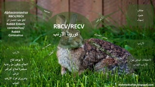 RBCV/RECV
‫االرنب‬ ‫كورونا‬
‫جفاف‬
‫مخول‬
‫إسهال‬
‫االرنب‬
‫برب‬ ‫املباشر‬ ‫االحتكاك‬‫از‬
‫املصاب‬ ‫االرنب‬
drahmedsafian.blogspot.com
‫لقاح‬ ‫يوجد‬ ‫ال‬
‫رعاية‬ ‫من‬ ‫يتكون‬ ‫العالج‬
‫أعراض‬ ‫لعالج‬ ‫مستمرة‬
‫املرض‬
‫االرنب‬ ‫عزل‬ ‫وضروري‬
‫املصاب‬
‫االرنب‬
Alphacoronavirus
RBCV/RECV
‫اختصارا‬ ‫عليه‬ ‫أطلق‬‫لل‬
Rabbit Enteric
coronavirus/
Rabbit
Coronairus
 