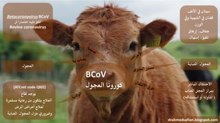 BCoV
‫العجول‬ ‫كورونا‬
‫األنف‬ ‫يف‬ ‫سيالن‬
‫ويف‬ ‫الشهية‬ ‫يف‬ ‫فقدان‬
‫الوزن‬
‫إرهاق‬ ،‫جفاف‬
‫إسهال‬ ،‫تقيؤ‬
‫املصابة‬ ‫العجول‬
‫املباشر‬ ‫االحتكاك‬
‫املصاب‬ ‫العجل‬ ‫برباز‬
(‫استنشاقه‬ ‫أو‬ ‫تناوله‬)
drahmedsafian.blogspot.com
(ATCvet code QI02)
‫لقاح‬ ‫يوجد‬
‫مستمرة‬ ‫رعاية‬ ‫من‬ ‫يتكون‬ ‫العالج‬
‫املرض‬ ‫أعراض‬ ‫لعالج‬
‫املصابة‬ ‫العجول‬ ‫عزل‬ ‫وضروري‬
‫العجول‬
Betacoronavirus BCoV
‫اختصارا‬ ‫عليه‬ ‫أطلق‬‫لل‬
Bovine coronavirus
 