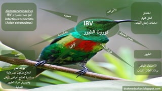 IBV
‫الطيور‬ ‫كورونا‬
‫اختناق‬
‫كلوي‬ ‫فشل‬
‫البيض‬ ‫إنتاج‬ ‫اخنفاض‬
‫الطيور‬
‫املباشر‬ ‫االحتكاك‬
‫املصاب‬ ‫الطائر‬ ‫برذاذ‬
drahmedsafian.blogspot.com
‫لقاح‬ ‫يوجد‬
‫رعاية‬ ‫من‬ ‫يتكون‬ ‫العالج‬
‫املرض‬ ‫أعراض‬ ‫لعالج‬ ‫مستمرة‬
‫الطيور‬ ‫عزل‬ ‫وضروري‬
‫املصابة‬
‫الطيور‬
Gammacoronavirus
IBV ‫اختصارا‬ ‫عليه‬ ‫أطلق‬‫لل‬
infectious bronchitis
(Avian coronavirus)
 