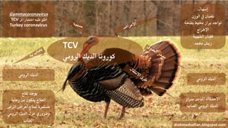 TCV
‫الرومي‬ ‫الديك‬ ‫كورونا‬
‫إسهال‬
‫الوزن‬ ‫يف‬ ‫نقصان‬
‫بفتحة‬ ‫حميط‬ ‫براز‬ ‫تواجد‬
‫اإلخراج‬
‫الشهية‬ ‫فقدان‬
‫جمعد‬ ‫ريش‬
‫الرومي‬ ‫الديك‬
‫برباز‬ ‫املباشر‬ ‫االحتكاك‬
‫املصاب‬ ‫الرومي‬ ‫الديك‬
drahmedsafian.blogspot.com
‫لقاح‬ ‫يوجد‬
‫رعاية‬ ‫من‬ ‫يتكون‬ ‫العالج‬
‫املرض‬ ‫أعراض‬ ‫لعالج‬ ‫مستمرة‬
‫الرومي‬ ‫الديك‬ ‫عزل‬ ‫وضروري‬
‫املصاب‬
‫الرومي‬ ‫الديك‬
Gammacoronavirus
TCV ‫اختصارا‬ ‫عليه‬ ‫أطلق‬‫لل‬
Turkey coronavirus
 