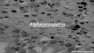 Alphacoronavirus
drahmedsafian.blogspot.com
 