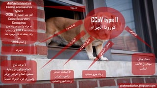 CCoV type II
‫اجلراء‬ ‫كورونا‬
‫جاف‬ ‫سعال‬
‫األنف‬ ‫يف‬ ‫سيالن‬
‫العطس‬
‫مصاب‬ ‫جرو‬ ‫رذاذ‬
‫املباشر‬ ‫االحتكاك‬
‫املصاب‬ ‫باجلرو‬
‫املصاب‬ ‫اجلرو‬ ‫رذاذ‬
drahmedsafian.blogspot.com
‫لقاح‬ ‫يوجد‬ ‫ال‬
‫رعاية‬ ‫من‬ ‫يتكون‬ ‫العالج‬
‫املرض‬ ‫أعراض‬ ‫لعالج‬ ‫مستمرة‬
‫املصابة‬ ‫اجلراء‬ ‫عزل‬ ‫وضروري‬
‫اجلراء‬
Alphacoronavirus
Canine coronavirus
type II
CRCOV ‫اختصارا‬ ‫عليه‬ ‫أطلق‬‫لل‬
Canine Respiratory
Coronavirus
‫جرو‬ ‫رئة‬ ‫من‬ ‫مرة‬ ‫أول‬ ‫عزله‬ ‫مت‬
‫عام‬ ‫مصاب‬2003‫بريطانيا‬ ‫يف‬
‫منذ‬ ً‫ا‬‫موجود‬ ‫كان‬ ‫أنه‬ ‫يعتقد‬ ‫ولكن‬
‫عام‬
‫العامل‬ ‫يف‬1996
‫مسببه‬
 