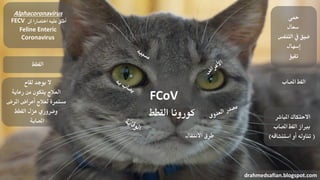 FCoV
‫القطط‬ ‫كورونا‬
‫محى‬
‫سعال‬
‫التنفس‬ ‫يف‬ ‫ضيق‬
‫إسهال‬
‫تقيؤ‬
‫املصاب‬ ‫القط‬
‫املباشر‬ ‫االحتكاك‬
‫املصاب‬ ‫القط‬ ‫برباز‬
(‫استنشاقه‬ ‫أو‬ ‫تناوله‬)‫االنتقال‬ ‫طرق‬
drahmedsafian.blogspot.com
‫لقاح‬ ‫يوجد‬ ‫ال‬
‫رعاية‬ ‫من‬ ‫يتكون‬ ‫العالج‬
‫املرض‬ ‫أعراض‬ ‫لعالج‬ ‫مستمرة‬
‫القطط‬ ‫عزل‬ ‫وضروري‬
‫املصابة‬
‫القطط‬
Alphacoronavirus
FECV ‫اختصارا‬ ‫عليه‬ ‫أطلق‬‫لل‬
Feline Enteric
Coronavirus
 