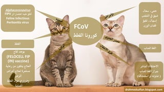 FCoV
‫القطط‬ ‫كورونا‬
‫سعال‬ ،‫محى‬
‫التنف‬ ‫يف‬ ‫ضيق‬‫س‬
‫تقيؤ‬ ،‫إسهال‬
‫الوزن‬ ‫فقدان‬
‫املصاب‬ ‫القط‬
‫املباشر‬ ‫االحتكاك‬
‫املصاب‬ ‫القط‬ ‫برباز‬
(‫استنشاقه‬ ‫أو‬ ‫تناوله‬)
drahmedsafian.blogspot.com
‫لقاح‬ ‫يوجد‬
(FELOCELL FIP
(IN) vaccine)
‫رعاية‬ ‫من‬ ‫يتكون‬ ‫العالج‬
‫أعراض‬ ‫لعالج‬ ‫مستمرة‬
‫املرض‬
‫القطط‬ ‫عزل‬ ‫وضروري‬
‫املصابة‬
‫القطط‬
Alphacoronavirus
FIPV ‫اختصارا‬ ‫عليه‬ ‫أطلق‬‫لل‬
Feline Infectious
Peritonitis virus
 