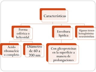 Características
Forma
esférica o
helicoidal.
Acido
ribonucleic
o completo
Diámetro
de 60 a
200 nm
Envoltura
lipidica
Con glicoproteínas
en la superficie a
manera de
prolongaciones
Algunas tienen
hemaglutinina-
neuraminidasa
 