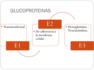 • Transmembranal
E1
• De adherencia a
la membrana
celular
E2 • Hemaglutinina –
Neuraminidasa.
E3
GLUCOPROTEINAS
 