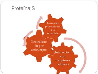 Interacción
con
receptores
celulares
Neutralizaci
ón por
anticuerpos
Forma las
proyecciones
a la
superficie
Proteína S
 