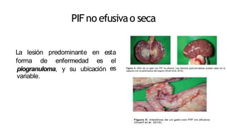 PIF no efusivao seca
La lesión predominante en esta
forma de enfermedad es el
espiogranuloma, y su ubicación
variable.
 