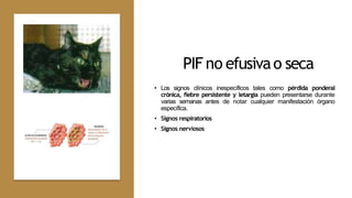 PIF no efusivao seca
• Los signos clínicos inespecíficos tales como pérdida ponderal
crónica, fiebre persistente y letargia pueden presentarse durante
varias semanas antes de notar cualquier manifestación órgano
específica.
• Signos respiratorios
• Signos nerviosos
 