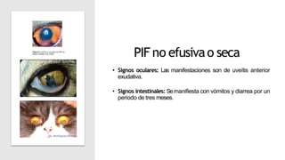 PIF no efusivao seca
• Signos oculares: Las manifestaciones son de uveítis anterior
exudativa.
• Signos intestinales: Semanifiesta con vómitos y diarrea por un
periodo de tres meses.
 