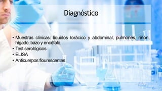 Diagnóstico
• Muestras clínicas: líquidos torácico y abdominal, pulmones, riñón,
hígado, bazoy encéfalo.
• Test serológicos
• ELISA
• Anticuerpos flourescentes
 