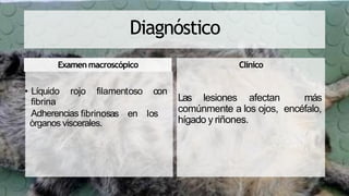 Diagnóstico
Examenmacroscópico
• Líquido rojo filamentoso con
fibrina
Adherencias fibrinosas en los
òrganos viscerales.
Clínico
Las lesiones afectan más
comúnmente a los ojos, encéfalo,
hígado y riñones.
 