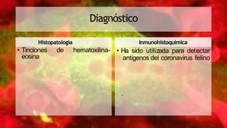 Diagnóstico
Histopatología
de hematoxilina-• Tinciones
eosina
Inmunohistoquimica
• Ha sido utilizada para detectar
antígenos del coronavirus felino
.
 