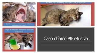 Caso clínico PIFefusiva
 