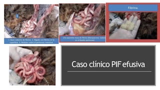 Caso clínico PIFefusiva
 