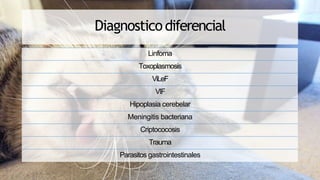 Diagnosticodiferencial
Linfoma
Toxoplasmosis
ViLeF
VIF
Hipoplasia cerebelar
Meningitis bacteriana
Criptococosis
Trauma
Parasitos gastrointestinales
 
