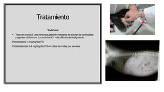 Tratamiento
Tradicional
• Trata de producir una inmunosupresión mediante la adición de corticoides
y agentescitotóxicos. Lacombinación másutilizada eslasiguiente:
Prednisolona: 4 mg/Kg/díaPO
Ciclofosfamida: 2-4 mg/Kg/día PO,en ciclos de 4 díaspor semana.
 