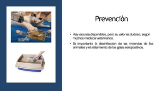 Prevención
• Hayvacunasdisponibles, pero suvalor esdudoso, según
muchos médicosveterinarios.
• Es importante la desinfección de las viviendas de los
animales y el aislamiento de los gatosseropositivos.
 