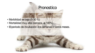Pronostico
• Morbilidad esbaja (5-30 %)
• Mortalidad muy alta (cercana al 100%)
• Elperiodo de incubación dos semanaso varios meses.
 
