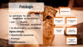 Patología
La patología ha sido
clasificada en dos formas:
• una efusiva
(húmeda, exudativa)
• no efusiva (seca,no exudativa)
Signos clínicos:
• Hipertermia recurrente
• Anorexia
• Deshidratación
Respuestainmune
Pobreinmunidad
celular
Enfermedad
húmeda
Inmunidad celular
parcial
Enfermedad
exudativa o seca
Formación de
lesiones
piogranulomatosas
 