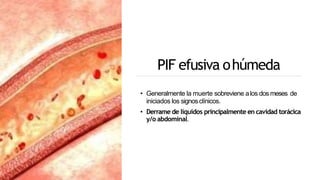 PIF efusiva ohúmeda
• Generalmente la muerte sobreviene alos dos meses de
iniciados los signosclínicos.
• Derrame de líquidos principalmente en cavidad torácica
y/o abdominal.
 