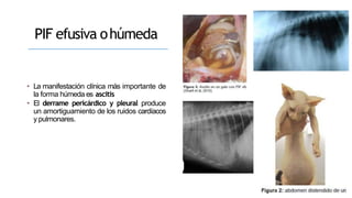 PIF efusiva ohúmeda
• La manifestación clínica más importante de
la forma húmeda es ascitis
• El derrame pericárdico y pleural produce
un amortiguamiento de los ruidos cardíacos
y pulmonares.
 