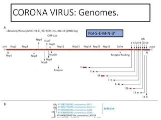 CORONA VIRUS: Genomes.
Pol-S-E-M-N-3’
 