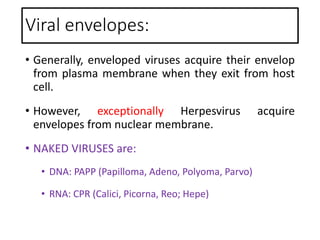 Viral envelopes:
• Generally, enveloped viruses acquire their envelop
from plasma membrane when they exit from host
cell.
• However, exceptionally Herpesvirus acquire
envelopes from nuclear membrane.
• NAKED VIRUSES are:
• DNA: PAPP (Papilloma, Adeno, Polyoma, Parvo)
• RNA: CPR (Calici, Picorna, Reo; Hepe)
 