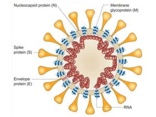 RNA viruses:
 
