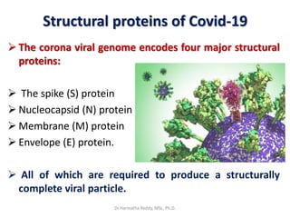 Structural proteins of Covid-19
 The corona viral genome encodes four major structural
proteins:
 The spike (S) protein
 Nucleocapsid (N) protein
 Membrane (M) protein
 Envelope (E) protein.
 All of which are required to produce a structurally
complete viral particle.
Dr.Harinatha Reddy, MSc, Ph.D.
 