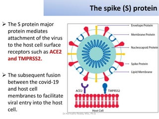 The spike (S) protein
 The S protein major
protein mediates
attachment of the virus
to the host cell surface
receptors such as ACE2
and TMPRSS2.
 The subsequent fusion
between the covid-19
and host cell
membranes to facilitate
viral entry into the host
cell.
Dr.Harinatha Reddy, MSc, Ph.D.
 