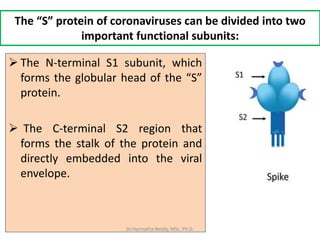 The “S” protein of coronaviruses can be divided into two
important functional subunits:
 The N-terminal S1 subunit, which
forms the globular head of the “S”
protein.
 The C-terminal S2 region that
forms the stalk of the protein and
directly embedded into the viral
envelope.
Dr.Harinatha Reddy, MSc, Ph.D.
 