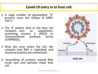 Covid-19 entry in to host cell:
 A large number of glycosylated “S”
proteins cover the surface of SARS-
CoV-2.
 The ‘S’ protein bind to the host cell
receptors such as angiotensin-
converting enzyme 2 (ACE2) or
Transmembrane protease, serine
2(TMPRSS2).
 Once the virus enters the cell, the
released viral RNA is replicated, and
structural proteins are synthesized.
 Assembling of proteins around RNA
result new viral particles inside host
cell.
Dr.Harinatha Reddy, MSc, Ph.D.
 