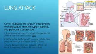 LUNG ATTACK
Covid-19 attacks the lungs in three phases:
viral replication, immune hyper-reactivity,
and pulmonary destruction.
1. Rapidly invades lungs and attacks the goblet cells
and the hair-like batons called cilia.
2. Body floods the lungs with immune cells to clear
away the damage and repair the lung tissue.
3. Lung damage continues to build—which can
result in respiratory failure. Drown in fluid.
 
