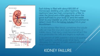 KIDNEY FAILURE
Each kidney is filled with about 800,000 of
microscopic distilling units called nephrons. These
nephrons have two main components: a filter to
clean the blood and a little tubes that return the
good stuff back to your body or send the waste
down to your bladder as urine. It’s not uncommon to
detect Covid-19 in the kidney tubules if it’s in your
bloodstream.
1. As the kidneys filter blood, sometimes the tubular
cells can trap the virus and cause a transient, or
milder, injury. That injury could become lethal if the
virus penetrates the cells and begins to replicate.
2. Six percent of SARS patients—and a full quarter of
MERS patients—suffered acute renal injury.
Ultimately 91.7 percent of SARS patients with acute
renal impairment died.
 