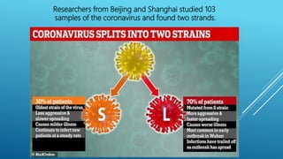 Researchers from Beijing and Shanghai studied 103
samples of the coronavirus and found two strands.
 