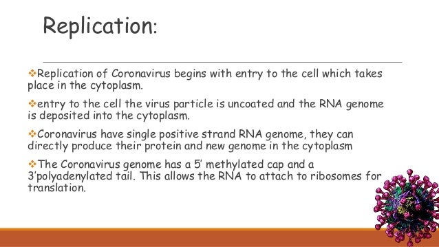 :Replication
Replication of Coronavirus begins with entry to the cell which takes
place in the cytoplasm.
entry to the c...