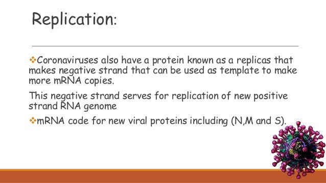 Coronaviruses also have a protein known as a replicas that
makes negative strand that can be used as template to make
mor...