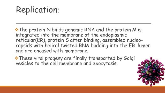 The protein N binds genomic RNA and the protein M is
integrated into the membrane of the endoplasmic
reticular(ER), prote...